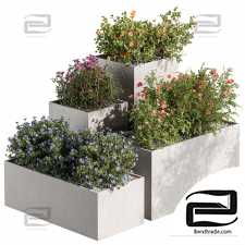 Outdoor plants 589