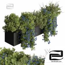 Outdoor plants 57