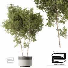 Outdoor plants 433