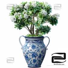 Indoor plants garden tree with white flowers