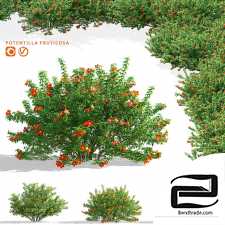 Red lapchatka bushes
