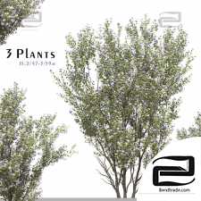 Outdoor plants 488