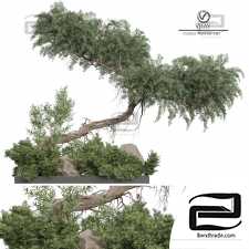 Outdoor plants 390