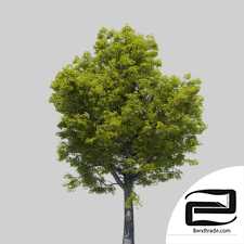 The Tree Is A Large Oak Tree