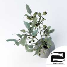 Eucalyptus