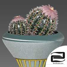 Cactus 3D Model id 13344