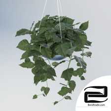 Hanging plant