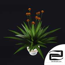 Decorative plants