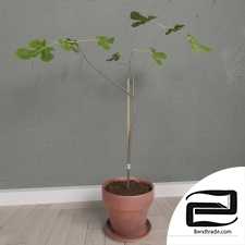 Scandinavian Fig Tree