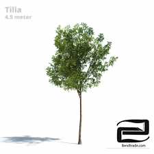 Tilia Tree 4.5m