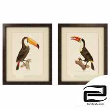 Toucan Framed Art