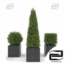 Street plants Boxwood