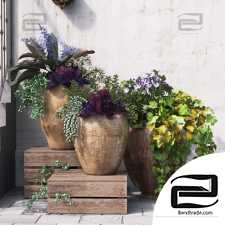 Street plants flowers in pots
