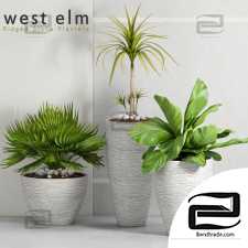 Street plants Street plants westelm 02