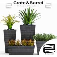 Street plants Street plants crate&barrel