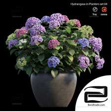 Street plants Hydrangea 4