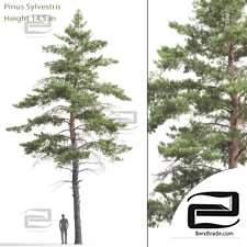 Trees Trees Scots pine