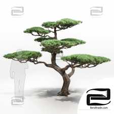 Trees Trees mountain pine decorative