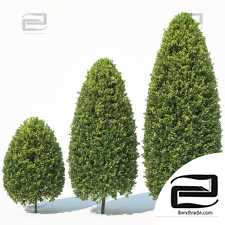 Trees Trees Buxus Sempervirens