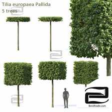 Trees Trees Linden European Pallida