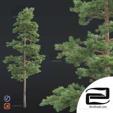 Trees Trees Pine 15