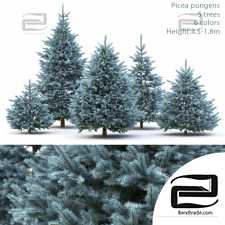 Trees Trees Picea Pungens