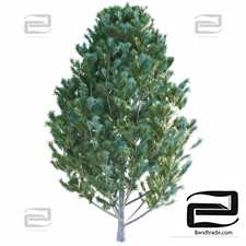 Trees Trees Pine Cedar
