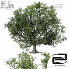 Trees Oak Trees