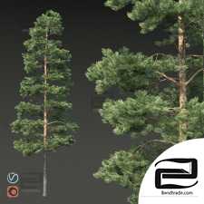 Trees Trees Pine 5