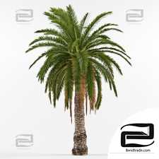 Trees Trees Phoenix Canariensis