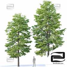 Trees Trees Tilia europaea 40