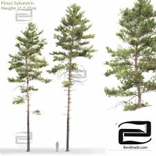 Trees Trees Scots pine 55