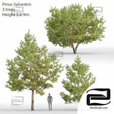Trees Trees Pinus Sylvestris 88