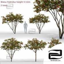 Trees Trees Malus Hybridus 46
