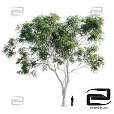 Trees Trees Eucalyptus 14
