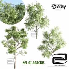 Trees Trees set of acacias