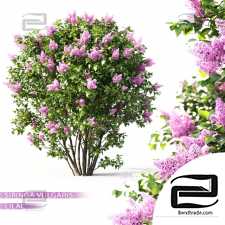 Bushes Blooming lilac 5