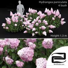 Bushes Hydrangea paniculata