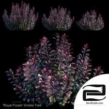 Bushes Royal Purple Smoke