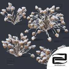 Bushes Hydrangea Paniculata 17