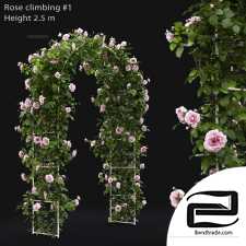 Bushes Climbing rose