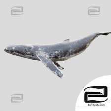 Living creatures Gray whale