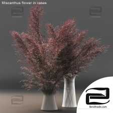 Bouquet Bouquet Miscanthus flower in vases 02