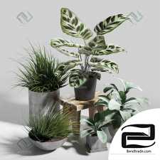 Plant set Set of plants 56