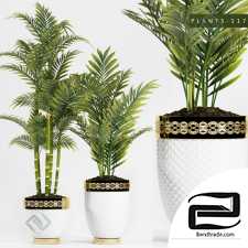 Indoor plants Plants 15