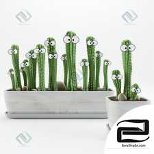 Cacti with eyes Cacti with eyes