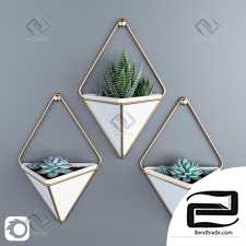 Succulents in hanging pots Succulents in hanging pots 15