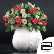 Bouquet Bouquet Flowers in a vase