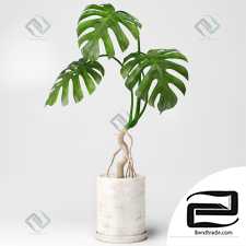 Monstera Monstera 78