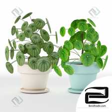 Plant Pilea perperomioides